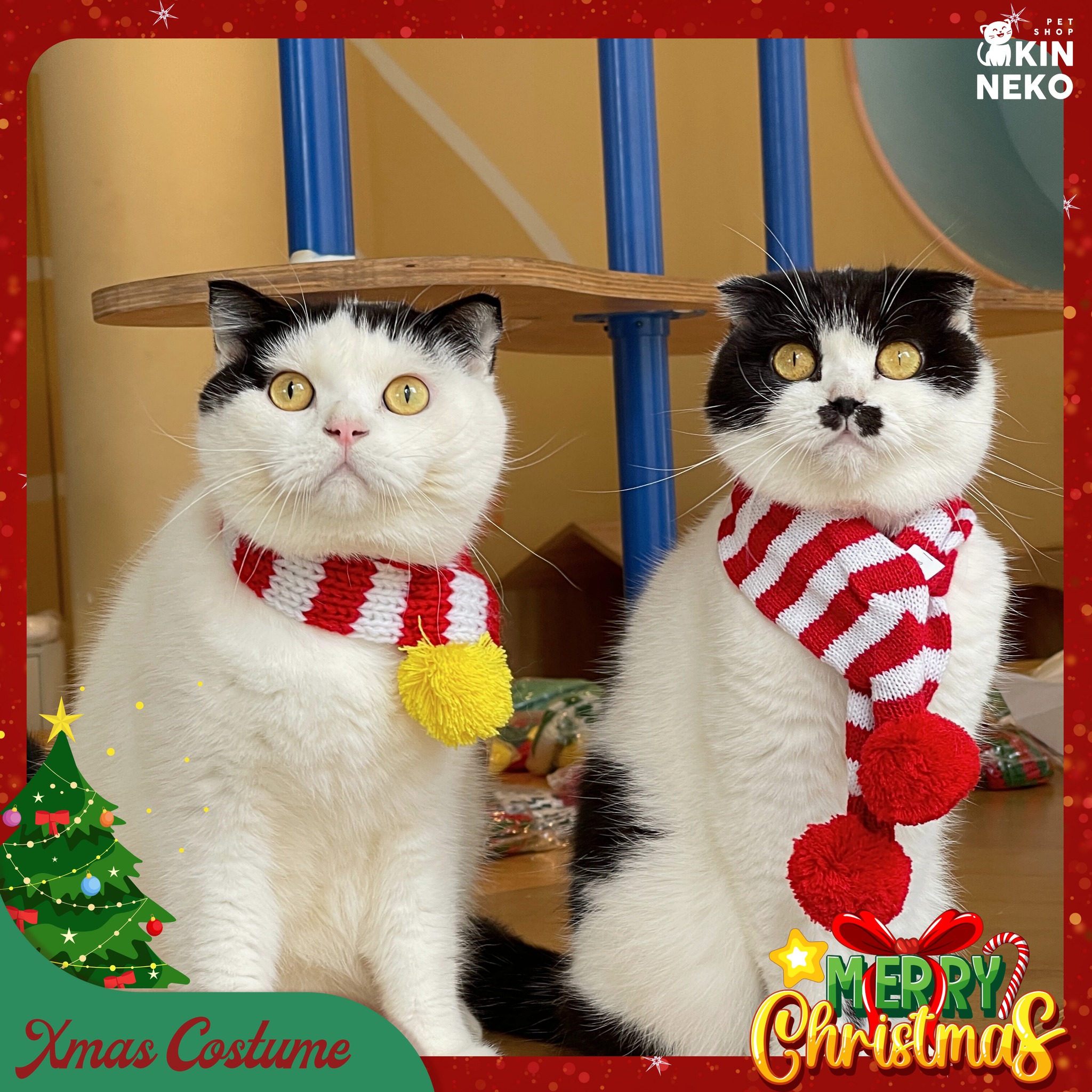 [🆕🇻🇳] Kin Neko PetShop – Cửa Hàng Thú Cưng 🐶🦜 Top1Pets 🐱🐠  NOEL CHÍNH THỨC ĐỔ BỔ TẠI KIN NEKO PETSHOP RỒI CẢ NHÀ ƠI!
BST phụ kiện – outfit Giáng Sinh cho chó mèo đã về đủ: khăn len, nón, nơ, vòng cổ siêu xinh lu , shares-6✔️ , likes-42❤️️ , date-2025-12-03 18:04:26🐶🐱🇻🇳🇻🇳🇻🇳📰🆕