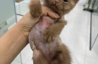 [🆕🇻🇳] Bệnh Viện Thú Y Tropicpet Minh Khai 🐶🦜 Top1Pets 🐱🐠  Nấm da ở mèo con rất hay gặp do miễn dịch yếu.Biểu hiện: Mảng tròn rụng lông, đỏ da, bong vảy, gãi nhiều. Thường ở mặt – tai – chân.Lây sang người, nh , shares-0✔️ , likes-3❤️️ , date-2025-12-03 18:36:30🐶🐱🇻🇳🇻🇳🇻🇳📰🆕