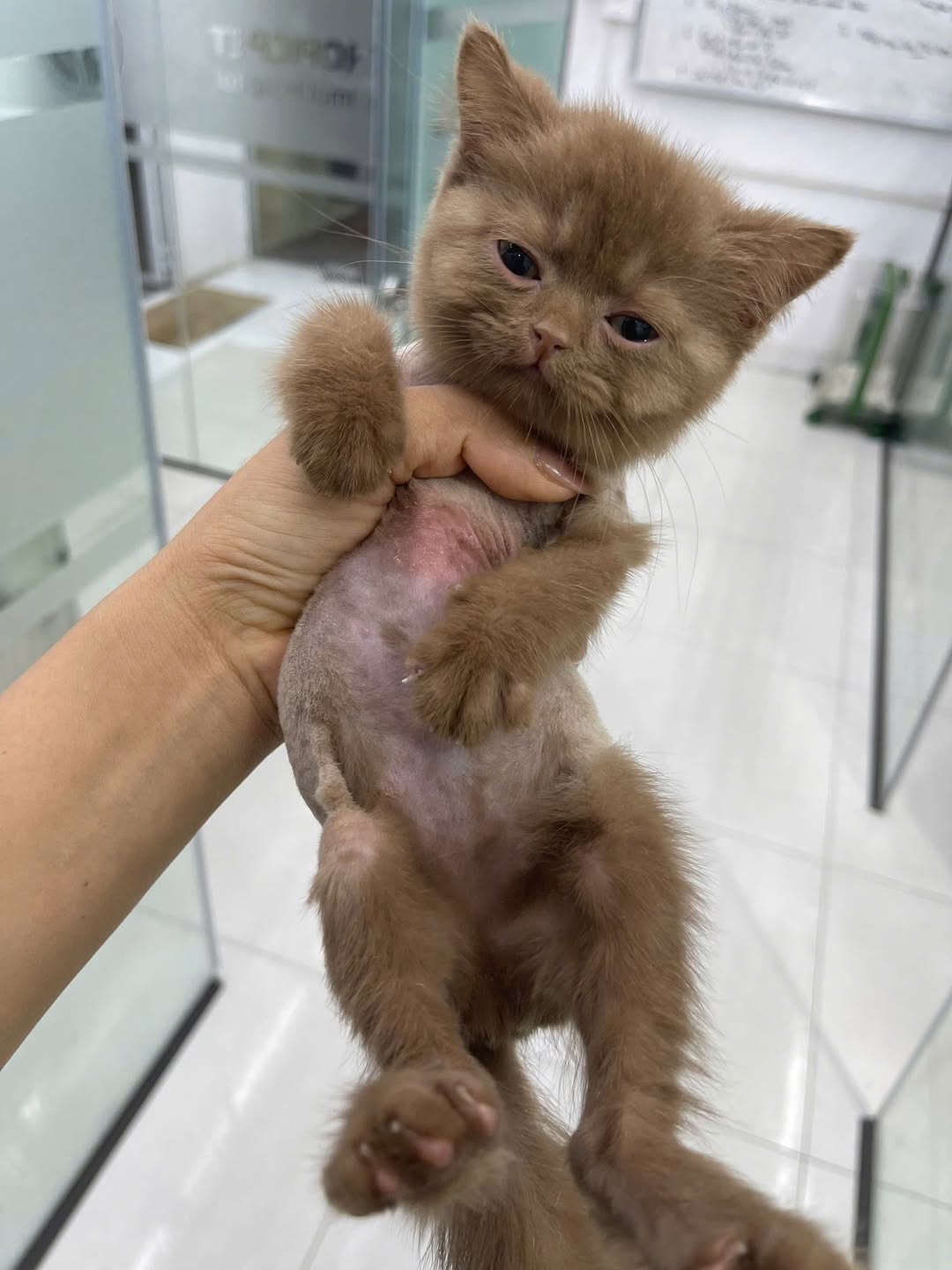 [🆕🇻🇳] Bệnh Viện Thú Y Tropicpet Minh Khai 🐶🦜 Top1Pets 🐱🐠  Nấm da ở mèo con rất hay gặp do miễn dịch yếu.Biểu hiện: Mảng tròn rụng lông, đỏ da, bong vảy, gãi nhiều. Thường ở mặt – tai – chân.Lây sang người, nh , shares-0✔️ , likes-3❤️️ , date-2025-12-03 18:36:30🐶🐱🇻🇳🇻🇳🇻🇳📰🆕