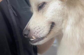 [🆕🇻🇳] BÔNG BOSS FAM 🐶🦜 Top1Pets 🐱🐠 Ở đây có rái tai bao phê
Đã được khách hàng kiểm chứng
Bông Béo – Grooming-Spa.
𝑵𝒉𝒂̀ 𝑩𝒐̂𝒏𝒈 𝒇𝒓𝒆𝒆 đ𝒖̛𝒂 đ𝒐́𝒏 𝒕𝒓𝒐𝒏𝒈 𝒌𝒉𝒖 , shares-0✔️ , likes-2❤️️ , date-2025-12-04 19:08:44🐶🐱🇻🇳🇻🇳🇻🇳📰🆕