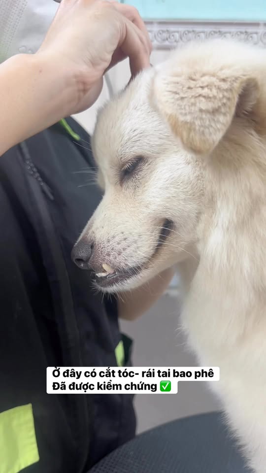 [🆕🇻🇳] Phòng khám Thú Y – Spa Nguyên An Bình 🐶🦜 Top1Pets 🐱🐠 Tiếp tục xử lý 1 ca Sỏi Bàng Quang – Sỏi Tiết Niệu
Trên cá thể mèo đực – 2 tuổi
Với chế độ ăn toàn hạt mà ít nước
Bé bí tiểu 1 tuần rồi mới đưa đi khám , shares-0✔️ , likes-2❤️️ , date-2025-12-04 20:49:58🐶🐱🇻🇳🇻🇳🇻🇳📰🆕