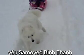 [🆕🇻🇳] Cắt Tỉa Lông Thú Cưng Bình Thạnh 🐶🦜 Top1Pets 🐱🐠  **TÌM BẠN ĐỂ RƯỚC “CỤC BÔNG BIẾT CƯỜI” VỀ NHÀ!**Bé Samoyed sinh tại Việt Nam, bố mẹ thuần chủng Việt
Lông trắng tinh, mặt cười Sammy đặc trưng, s , shares-0✔️ , likes-1❤️️ , date-2025-12-04 02:23:27🐶🐱🇻🇳🇻🇳🇻🇳📰🆕