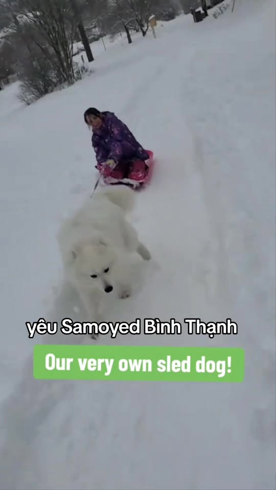 [🆕🇻🇳] Cắt Tỉa Lông Thú Cưng Bình Thạnh 🐶🦜 Top1Pets 🐱🐠  **TÌM BẠN ĐỂ RƯỚC “CỤC BÔNG BIẾT CƯỜI” VỀ NHÀ!**Bé Samoyed sinh tại Việt Nam, bố mẹ thuần chủng Việt
Lông trắng tinh, mặt cười Sammy đặc trưng, s , shares-0✔️ , likes-1❤️️ , date-2025-12-04 02:23:27🐶🐱🇻🇳🇻🇳🇻🇳📰🆕