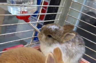 [🆕🇻🇳] Pet shop Miền Đất Hứa – Dịch vụ thú cưng 🐶🦜 Top1Pets 🐱🐠 Các bé thỏ con dễ thương, ú nu tại pet shop miền đất hứa , shares-0✔️ , likes-1❤️️ , date-2025-12-06 17:01:31🐶🐱🇻🇳🇻🇳🇻🇳📰🆕