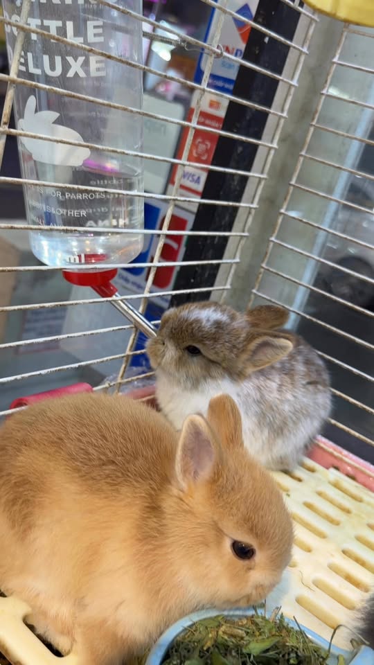 [🆕🇻🇳] Pet shop Miền Đất Hứa – Dịch vụ thú cưng 🐶🦜 Top1Pets 🐱🐠 Các bé thỏ con dễ thương, ú nu tại pet shop miền đất hứa , shares-0✔️ , likes-1❤️️ , date-2025-12-06 17:01:31🐶🐱🇻🇳🇻🇳🇻🇳📰🆕