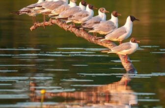 [???] CÂY – Yoga and Healing home  ? Top1Yoga ??‍♀️ SỰ NỐI LIỀN – HẠNH PHÚC CHÂN NHƯ
Nhà văn người Anh E. M. Forster mở đầu một tác phẩm của ông bằng 1 câu cực ngắn “Chỉ có sự nối liền” . Câu ấy đã diễn tả  , shares-5✔️ , likes-242❤️️ , date-2025-12-03 22:41:17????????