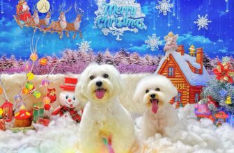 [🆕🇻🇳] RỐT HOUSE – Tiệm Cắt Lông Thú Cưng 🐶🦜 Top1Pets 🐱🐠 Cười tươi hết sức
, shares-0✔️ , likes-5❤️️ , date-2025-12-04 04:05:44🐶🐱🇻🇳🇻🇳🇻🇳📰🆕