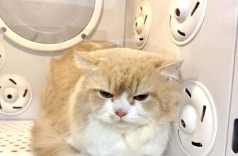 [🆕🇻🇳] MeoWorld – Cat Grooming & Hotel 🐶🦜 Top1Pets 🐱🐠 Đã đẹp trai rồi còn tắm tẩy dầu nữa, ảnh vừa đẹp mèo đẹp lông vừa giàoooo————————MeoWorld – Cat Grooming & Hotel quận 7
Địa chỉ: 458/15 Huỳnh Tân Phát, , shares-0✔️ , likes-1❤️️ , date-2025-12-03 21:50:25🐶🐱🇻🇳🇻🇳🇻🇳📰🆕