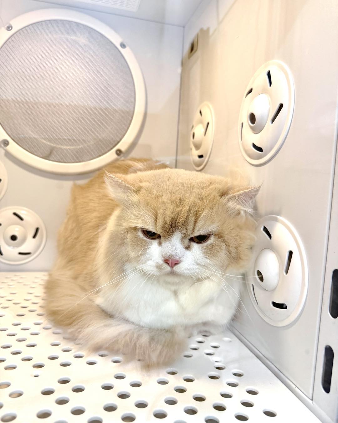 [🆕🇻🇳] MeoWorld – Cat Grooming & Hotel 🐶🦜 Top1Pets 🐱🐠 Đã đẹp trai rồi còn tắm tẩy dầu nữa, ảnh vừa đẹp mèo đẹp lông vừa giàoooo————————MeoWorld – Cat Grooming & Hotel quận 7
Địa chỉ: 458/15 Huỳnh Tân Phát, , shares-0✔️ , likes-1❤️️ , date-2025-12-03 21:50:25🐶🐱🇻🇳🇻🇳🇻🇳📰🆕