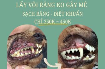 [🆕🇻🇳] The Pet Spa – Tiệm Làm Đẹp Thú Cưng 12 Long Biên 1 🐶🦜 Top1Pets 🐱🐠 Tiệm có dịch vụ lấy vôi răng KHÔNG GÂY MÊ và đánh răng nha các Sen uiiiInbox để đặt lịch ngay ạ___________
The PET SPA – Pet Grooming Academy
số 12 , shares-0✔️ , likes-0❤️️ , date-2025-12-03 22:22:21🐶🐱🇻🇳🇻🇳🇻🇳📰🆕