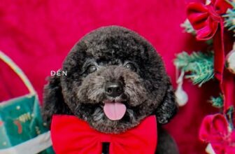 [🆕🇻🇳] Chip’s PetShop – Khách Sạn Thú Cưng 🐶🦜 Top1Pets 🐱🐠 Các bạng nhận ra tui chưa  , shares-0✔️ , likes-4❤️️ , date-2025-12-09 18:28:33🐶🐱🇻🇳🇻🇳🇻🇳📰🆕