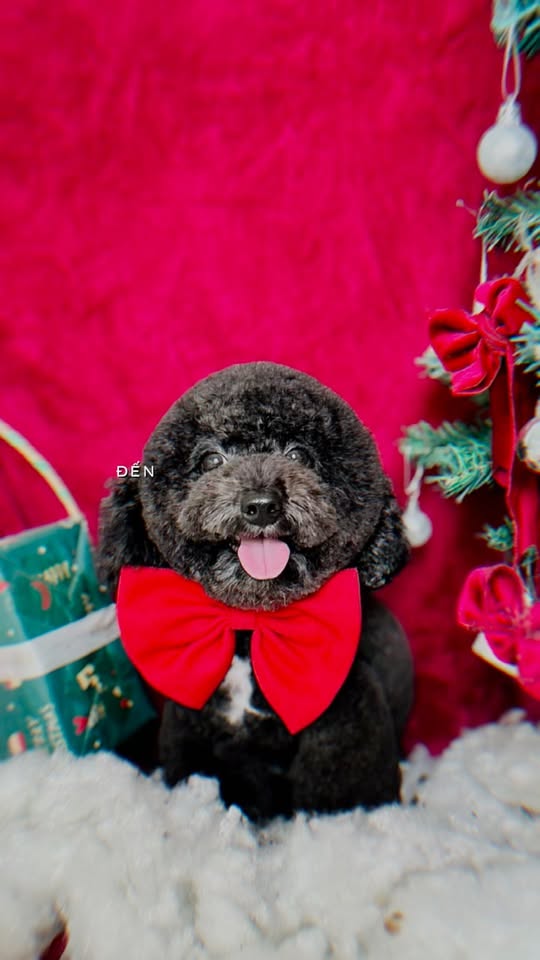 [🆕🇻🇳] Chip’s PetShop – Khách Sạn Thú Cưng 🐶🦜 Top1Pets 🐱🐠 Các bạng nhận ra tui chưa  , shares-0✔️ , likes-4❤️️ , date-2025-12-09 18:28:33🐶🐱🇻🇳🇻🇳🇻🇳📰🆕
