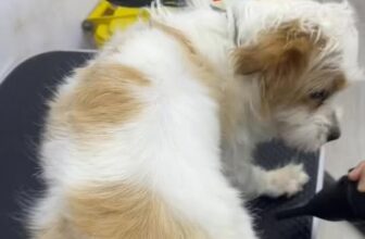 [🆕🇻🇳] Boss City – 174 Đường 3 Tháng 2 – Pet Shop, Spa Grooming & Hotel Lưu Trú 🐶🦜 Top1Pets 🐱🐠  TẠI SAO NUÔI BOSS LÔNG DÀI NHẤT ĐỊNH PHẢI CHẢI LÔNG & ĐI SPA ĐỀU?
Sen ơi… lông rối không tự hết, mà chỉ rối nặng hơn theo thời gian  Nhiều bé tới Boss Ci , shares-0✔️ , likes-3❤️️ , date-2025-12-08 07:36:53🐶🐱🇻🇳🇻🇳🇻🇳📰🆕