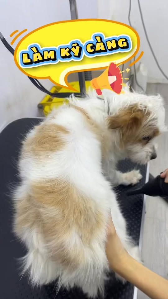 [🆕🇻🇳] Belwee Pet Clinic – Phòng Khám Thú Y Belwee Cơ Sở 4 🐶🦜 Top1Pets 🐱🐠  QUỐC KHÁNH – ƯU ĐÃI CHO BOSS YÊU!Quốc khánh 2/9 này, Belwee vẫn mở cửa phục vụ xuyên lễ để các bé thú cưng luôn được chăm sóc chu đáo.Đặc biệt, Belw , shares-0✔️ , likes-1❤️️ , date-2025-08-27 19:26:33🐶🐱🇻🇳🇻🇳🇻🇳📰🆕