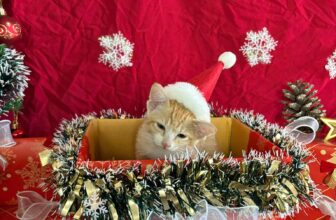 [🆕🇻🇳] LEO PET HOUSE – Grooming & Spa 🐶🦜 Top1Pets 🐱🐠 Little baby
, shares-0✔️ , likes-5❤️️ , date-2025-12-07 17:15:32🐶🐱🇻🇳🇻🇳🇻🇳📰🆕