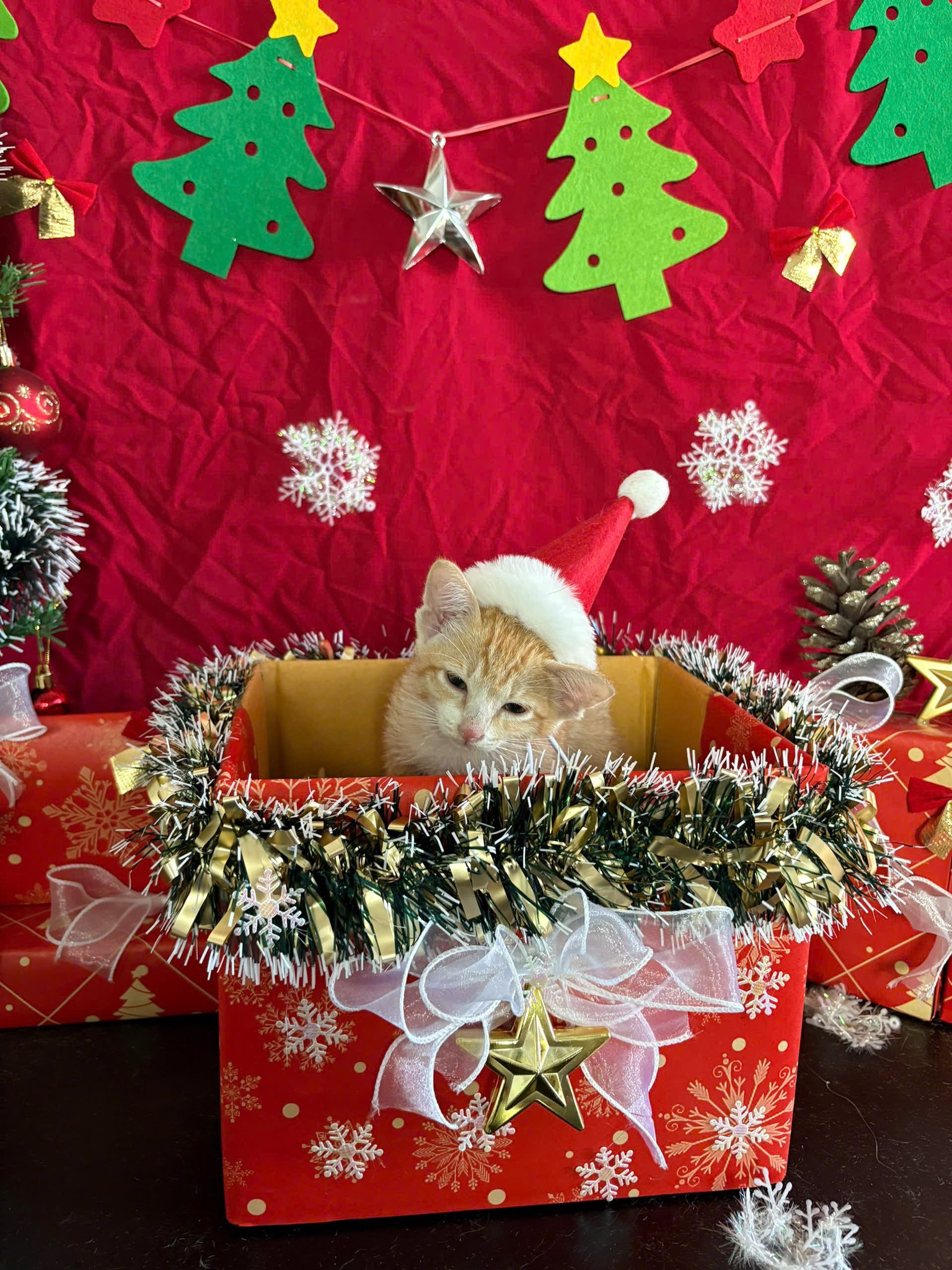 [🆕🇻🇳] LEO PET HOUSE – Grooming & Spa 🐶🦜 Top1Pets 🐱🐠 Little baby
, shares-0✔️ , likes-5❤️️ , date-2025-12-07 17:15:32🐶🐱🇻🇳🇻🇳🇻🇳📰🆕