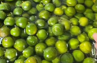 [🆕🇻🇳] Tiệm cô Ri – Chuyên phân phối sỉ – lẻ đặc sản vùng miền 🍔 Top1Food  🍜 Làm sốt chấm cũng phải lựa nguyên liệu tươi, sạch chứ k phải lấy bậy lấy bạ làm tùm lum tùm la đâu nghen mấy chế!
Đồ bán cho mấy chế cũng là đồ nhà ăn nên , shares-0✔️ , likes-1❤️️ , date-2025-12-06 05:39:41🇻🇳🇻🇳🇻🇳📰🆕