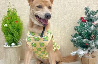 [🆕🇻🇳] Sugar Pie – Spa & Hotel Thú Cưng Cao Cấp 🐶🦜 Top1Pets 🐱🐠 Một mảnh ký ức, anh chia ra làm hai phần
Phần đầu là phần đẹp nhất, phần con lại khắc cốt ghi tâm
, shares-0✔️ , likes-0❤️️ , date-2025-12-05 20:47:17🐶🐱🇻🇳🇻🇳🇻🇳📰🆕