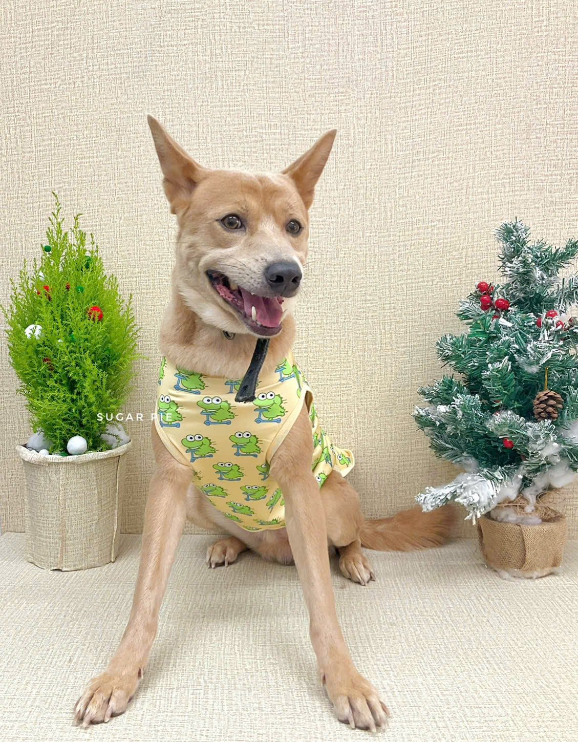 [🆕🇻🇳] Sugar Pie – Spa & Hotel Thú Cưng Cao Cấp 🐶🦜 Top1Pets 🐱🐠 Một mảnh ký ức, anh chia ra làm hai phần
Phần đầu là phần đẹp nhất, phần con lại khắc cốt ghi tâm
, shares-0✔️ , likes-0❤️️ , date-2025-12-05 20:47:17🐶🐱🇻🇳🇻🇳🇻🇳📰🆕