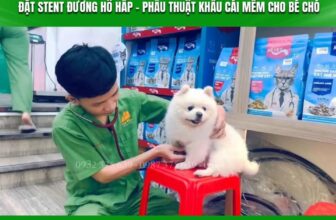 [🆕🇻🇳] Phòng Khám Thú Y Pet Plus 🐶🦜 Top1Pets 🐱🐠 ĐẶT STENT ĐƯỜNG HÔ HẤP VÀ PHẪU THUẬT KHẨU CÁI MỀM CHO BÉ CHÓ.
Tình trạng bệnh lúc nhập viện
– Bé được chuyển từ Nha Trang vào Pet Plus trong tình trạng ha , shares-0✔️ , likes-37❤️️ , date-2025-12-05 04:27:23🐶🐱🇻🇳🇻🇳🇻🇳📰🆕