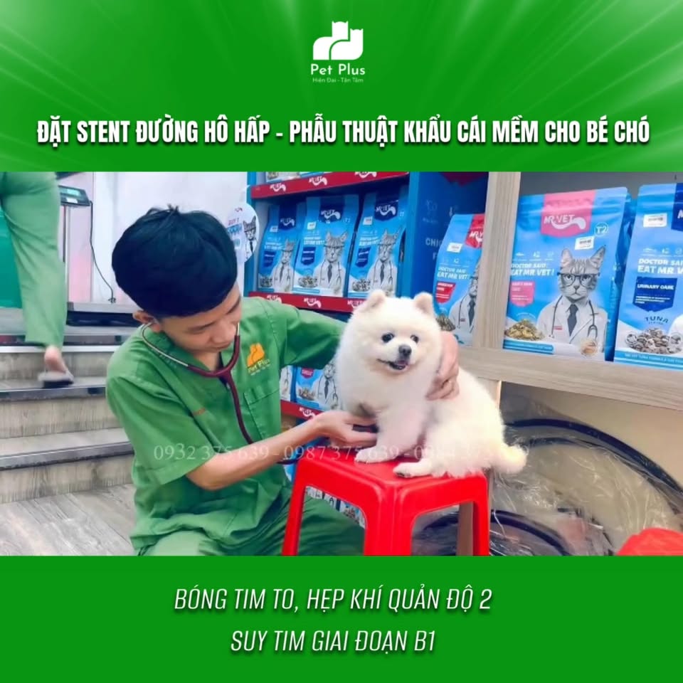 [🆕🇻🇳] Phòng Khám Thú Y Pet Plus 🐶🦜 Top1Pets 🐱🐠 ĐẶT STENT ĐƯỜNG HÔ HẤP VÀ PHẪU THUẬT KHẨU CÁI MỀM CHO BÉ CHÓ.
Tình trạng bệnh lúc nhập viện
– Bé được chuyển từ Nha Trang vào Pet Plus trong tình trạng ha , shares-0✔️ , likes-37❤️️ , date-2025-12-05 04:27:23🐶🐱🇻🇳🇻🇳🇻🇳📰🆕