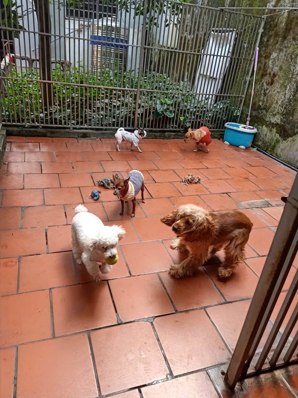 [🆕🇻🇳] NÂU PET SHOP – Chuyên sản xuất chuồng gỗ cho thú cưng, cattree, đồ chơi cho chó, mèo 🐶🦜 Top1Pets 🐱🐠 Thi công xong 1 góc vui chơi của mèo cho a khách, không gian căn hộ sang trọng, hài hoà.𝘐𝘯𝘣𝘰𝘹 𝘩𝘰𝘢̣̆𝘤 𝘢𝘥𝘥 𝘻𝘢𝘭𝘰 0909200695 đ𝘦̂̉ đ𝘶̛𝘰̛̣𝘤 𝘵𝘶̛ 𝘷𝘢̂́𝘯 𝑐ℎ𝑖 𝑡𝑖𝑒̂ , shares-0✔️ , likes-2❤️️ , date-2025-08-16 02:34:00🐶🐱🇻🇳🇻🇳🇻🇳📰🆕