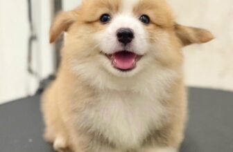 [🆕🇻🇳] SADO PETs 🐶🦜 Top1Pets 🐱🐠 Dễ tiếp cận
Dễ dùng
Dễ yêu thươnggggg
#Corgi   #corgipuppies
, shares-0✔️ , likes-0❤️️ , date-2025-12-08 17:14:39🐶🐱🇻🇳🇻🇳🇻🇳📰🆕