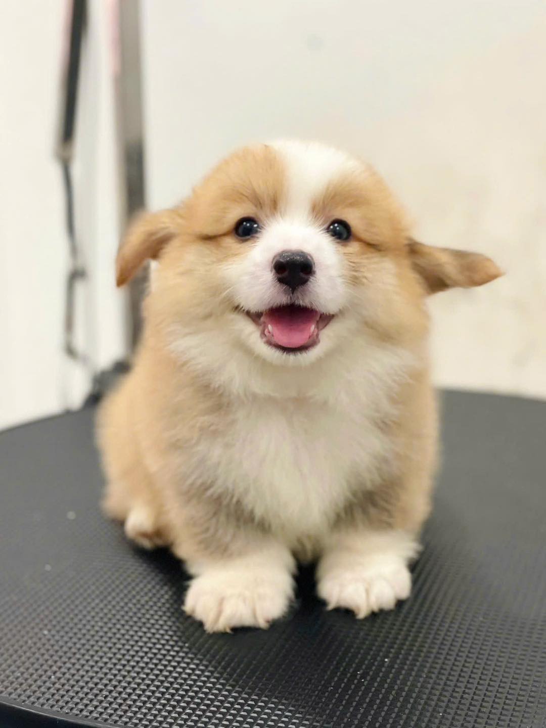 [🆕🇻🇳] SADO PETs 🐶🦜 Top1Pets 🐱🐠 Dễ tiếp cận
Dễ dùng
Dễ yêu thươnggggg
#Corgi   #corgipuppies
, shares-0✔️ , likes-0❤️️ , date-2025-12-08 17:14:39🐶🐱🇻🇳🇻🇳🇻🇳📰🆕