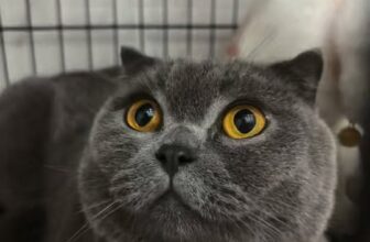 [🆕🇻🇳] Cô Tuyền’s Pethouse 🐶🦜 Top1Pets 🐱🐠 #reelsfacebook  #reels #thucung  #khacháchanthucung #quan6 , shares-0✔️ , likes-2❤️️ , date-2025-12-07 15:59:41🐶🐱🇻🇳🇻🇳🇻🇳📰🆕