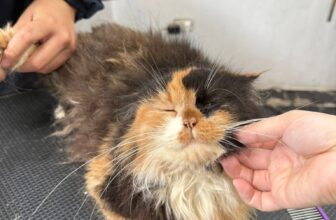 [🆕🇻🇳] Nấm Pet – Spa & Dịch Vụ Thú Cưng Tp Thái Bình 🐶🦜 Top1Pets 🐱🐠 Ngày mai chủ nhật bên e giảm giá 10% cho các thượng đế. Mọi người nhớ ghé bên e nha
0941994353
, shares-0✔️ , likes-1❤️️ , date-2025-12-07 01:37:33🐶🐱🇻🇳🇻🇳🇻🇳📰🆕