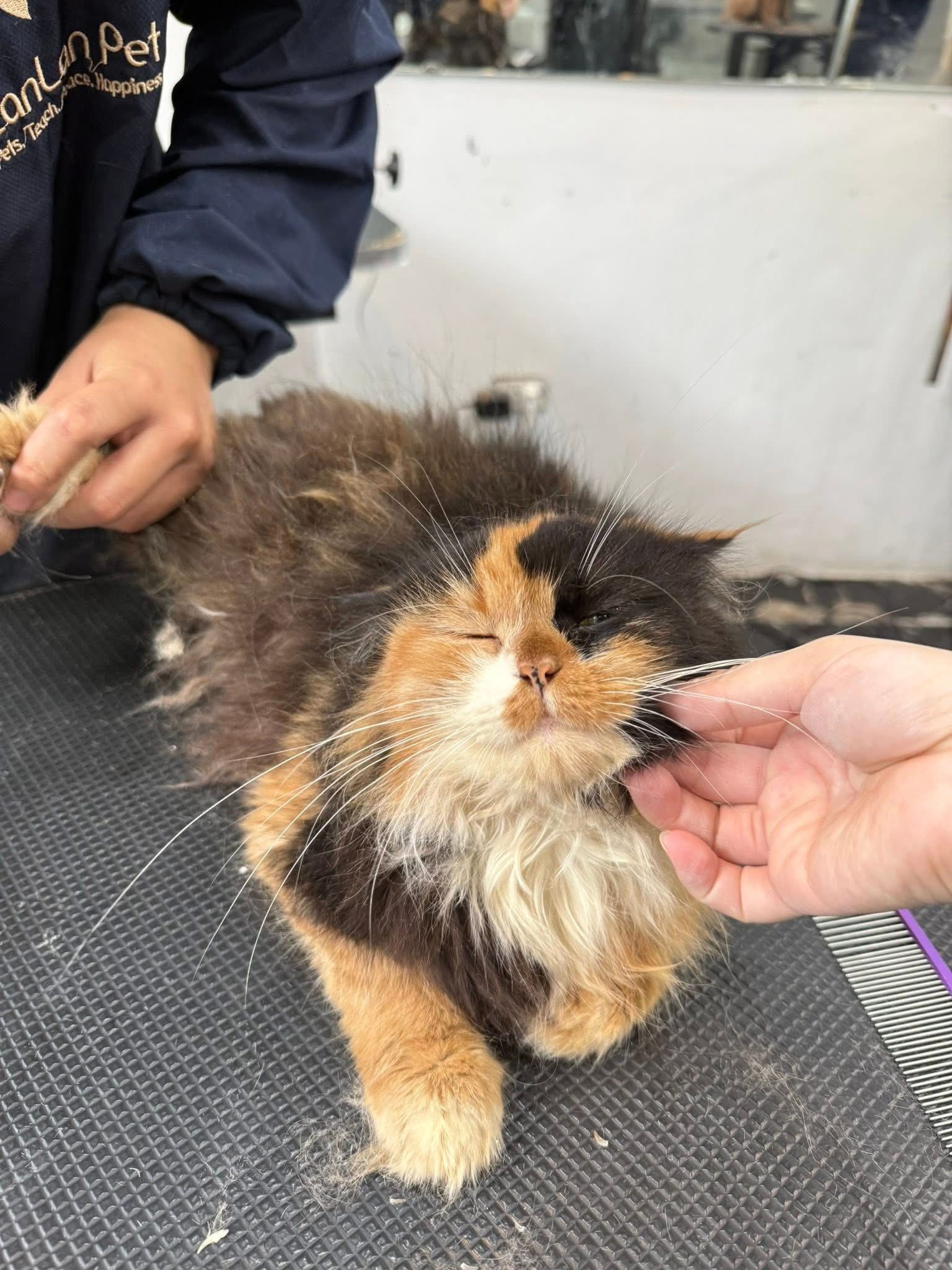 [🆕🇻🇳] Nấm Pet – Spa & Dịch Vụ Thú Cưng Tp Thái Bình 🐶🦜 Top1Pets 🐱🐠 Ngày mai chủ nhật bên e giảm giá 10% cho các thượng đế. Mọi người nhớ ghé bên e nha
0941994353
, shares-0✔️ , likes-1❤️️ , date-2025-12-07 01:37:33🐶🐱🇻🇳🇻🇳🇻🇳📰🆕