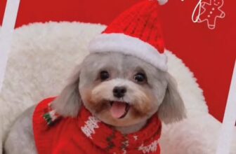 [🆕🇻🇳] Dog Salon MoMo & Academy – Studio – Spa – Hotel – Academy 🐶🦜 Top1Pets 🐱🐠  BÉ YÊU BIẾN HÌNH SIÊU DỄ THƯƠNG!Chó, mèo của bạn có đang bị rối lông, mùi hương chưa thơm tho, hay bé “lười” tắm không?
Đừng lo, MoMo sẽ giúp bé yêu bi , shares-0✔️ , likes-2❤️️ , date-2025-12-04 21:09:03🐶🐱🇻🇳🇻🇳🇻🇳📰🆕