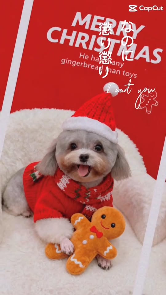 [🆕🇻🇳] Dog Salon MoMo & Academy – Studio – Spa – Hotel – Academy 🐶🦜 Top1Pets 🐱🐠  BÉ YÊU BIẾN HÌNH SIÊU DỄ THƯƠNG!Chó, mèo của bạn có đang bị rối lông, mùi hương chưa thơm tho, hay bé “lười” tắm không?
Đừng lo, MoMo sẽ giúp bé yêu bi , shares-0✔️ , likes-2❤️️ , date-2025-12-04 21:09:03🐶🐱🇻🇳🇻🇳🇻🇳📰🆕