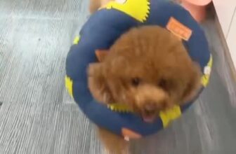 [🆕🇻🇳] Phòng Khám Thú Y Home Pet Care – Cơ sở Quận 7 🐶🦜 Top1Pets 🐱🐠 Trung bình một ngày tại Home Pet Care kiểu:
————————————————————–
An average day at Home Pet Care is like:
—- , shares-0✔️ , likes-7❤️️ , date-2025-12-05 15:05:37🐶🐱🇻🇳🇻🇳🇻🇳📰🆕