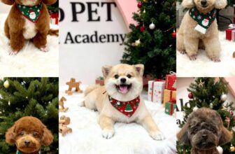 [🆕🇻🇳] Alo Pet – Mỹ Tho 🐶🦜 Top1Pets 🐱🐠 Noel sát bên rồi bame ơi
Các bé đến Spa đều đc chụp ảnh nè!
Lẹ lẹ nha!!!
, shares-1✔️ , likes-3❤️️ , date-2025-12-10 17:32:00🐶🐱🇻🇳🇻🇳🇻🇳📰🆕