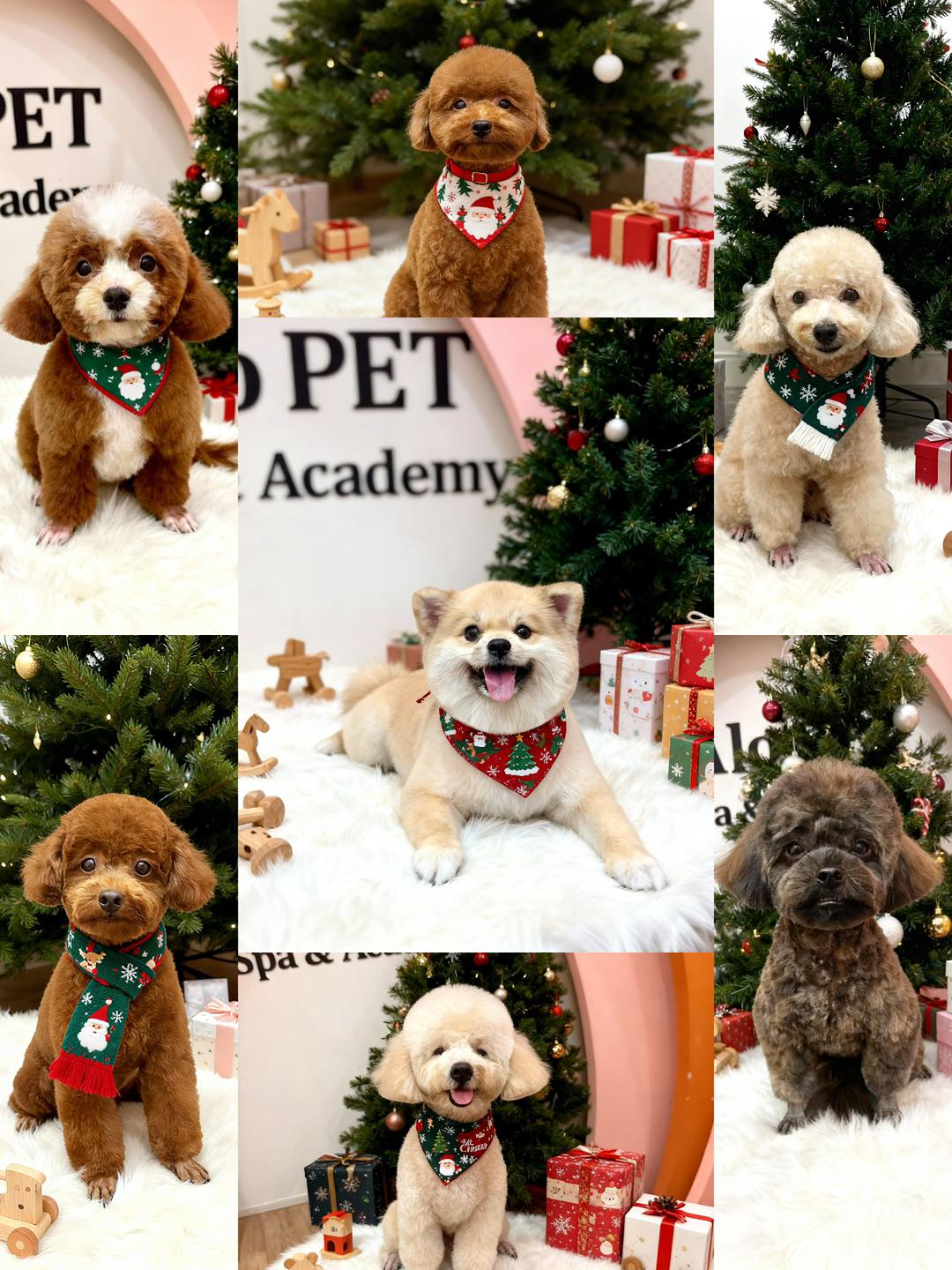 [🆕🇻🇳] Pet&Joi Petshop 🐶🦜 Top1Pets 🐱🐠  𝐓𝐇𝐀́𝐍𝐆 𝐘𝐄̂𝐔 𝐓𝐇𝐔̛𝐎̛𝐍𝐆 , 𝐓𝐑𝐎̣𝐍 𝐕𝐄̣𝐍 𝐔̛𝐔 Đ.𝐀̃𝐈 𝐓𝐀̣𝐈 𝐏𝐄𝐓&𝐉𝐎𝐈 𝐊𝐇𝐈 𝐓𝐑𝐈𝐄̣̂.𝐓 𝐒.𝐀̉𝐍 𝐂𝐇𝐈̉  #𝟏𝟓𝟎𝐊𝗖𝗵𝘂̉ 𝗡𝗵𝗮̣̂𝘁 𝟭𝟳/𝟭𝟭 𝘁𝘂̛̀ 𝟵𝗵 – 𝟭𝟴𝗵
=>  47 𝑃𝐻𝑂̂́ 𝑉𝐼𝐸̂𝑁, 𝐶𝑂̂̉ 𝑁𝐻𝑈𝐸̂́  , shares-1✔️ , likes-2❤️️ , date-2024-11-14 18:06:30🐶🐱🇻🇳🇻🇳🇻🇳📰🆕