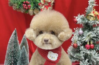 [🆕🇻🇳] Gạo Pet House 🐶🦜 Top1Pets 🐱🐠 “ 𝐆𝐮̛𝐨̛𝐧𝐠 𝐤𝐢𝐚 𝐧𝐠𝐮̛̣ 𝐨̛̉ 𝐭𝐫𝐞̂𝐧 𝐭𝐮̛𝐨̛̀𝐧𝐠 𝐜𝐨́ 𝐚𝐢 đ𝐞̣𝐩 đ𝐮̛𝐨̛̣𝐜 𝐝𝐮̛𝐨̛̀𝐧𝐠 𝐧𝐡𝐮̛ 𝐭𝐚 ”
Các Sen ơi đừng quên 10/12 – 15/12 này khi Book Lịch Spa tại Nhà Gạo sẽ nhận  , shares-0✔️ , likes-2❤️️ , date-2025-12-08 03:24:59🐶🐱🇻🇳🇻🇳🇻🇳📰🆕