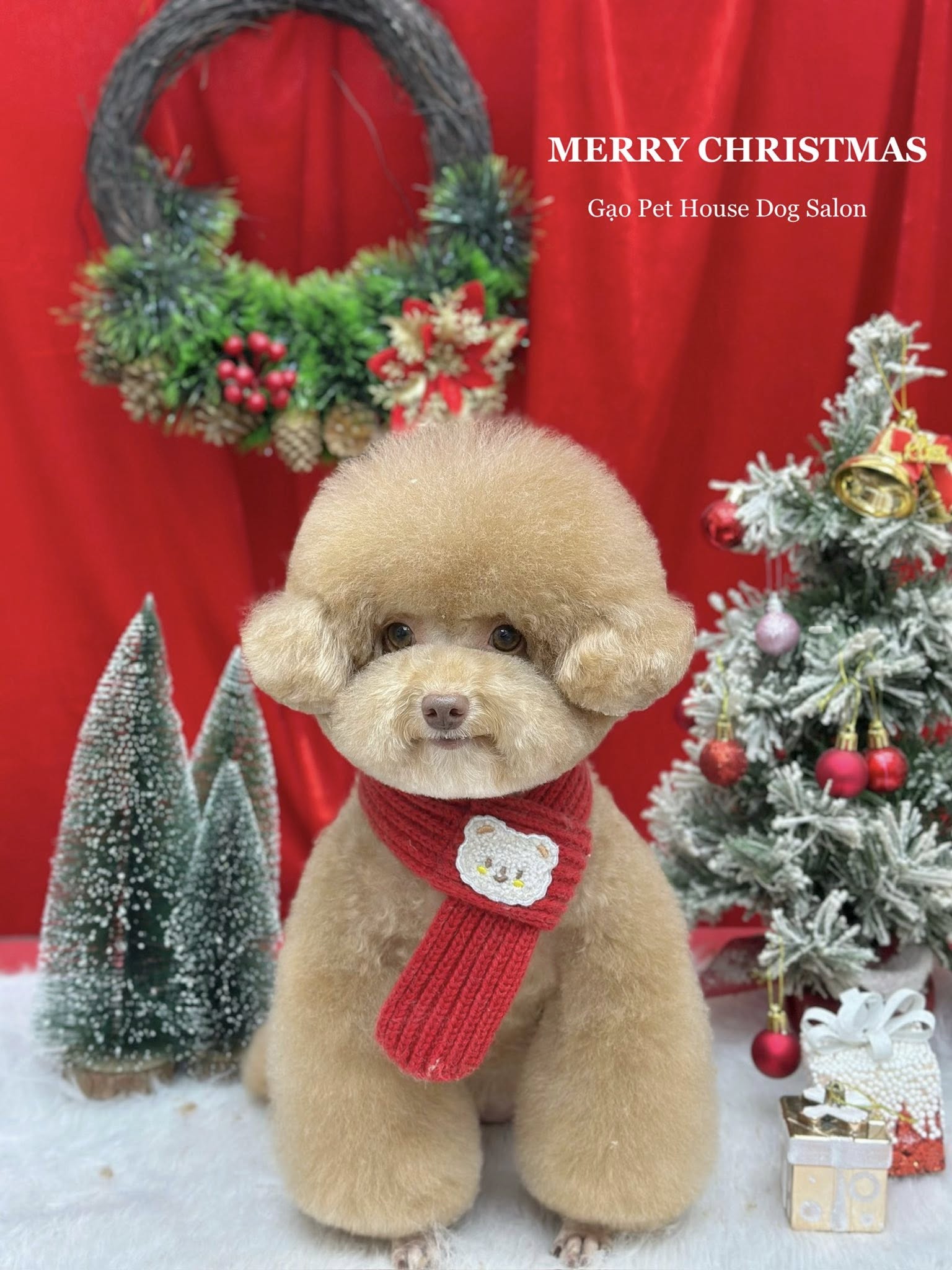 [🆕🇻🇳] CUDDLE PET – 𝐒𝐏𝐀 & 𝐇𝐎𝐓𝐄𝐋 🐶🦜 Top1Pets 🐱🐠 Cún học ngoan – chủ yên tâmNhiều sen rất thương cún của mình, dù đôi khi các bé hơi “phá” – sủa ầm ĩ, cắn đồ, không chịu nghe lời…
Nhưng lại e ngại việc , shares-0✔️ , likes-3❤️️ , date-2025-12-06 04:15:01🐶🐱🇻🇳🇻🇳🇻🇳📰🆕