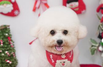 [🆕🇻🇳] BAMIN PET HOME Cần Thơ – Cửa hàng chăm sóc thú cưng & dịch vụ Gromming 🐶🦜 Top1Pets 🐱🐠 Merry Christmas_______________________________
𝐏𝐞𝐭 𝐒𝐡𝐨𝐩-Pet Hotel-Pet 𝐒𝐩𝐚-𝐆𝐫𝐨𝐨𝐦𝐢𝐧𝐠-𝐀𝐜𝐚𝐝𝐞𝐦𝐲
8h00 – 20h00
I2, Nguyễn Ngọc Trai, Xuân Khánh, Cần Thơ
096 , shares-4✔️ , likes-1❤️️ , date-2025-12-07 10:50:06🐶🐱🇻🇳🇻🇳🇻🇳📰🆕