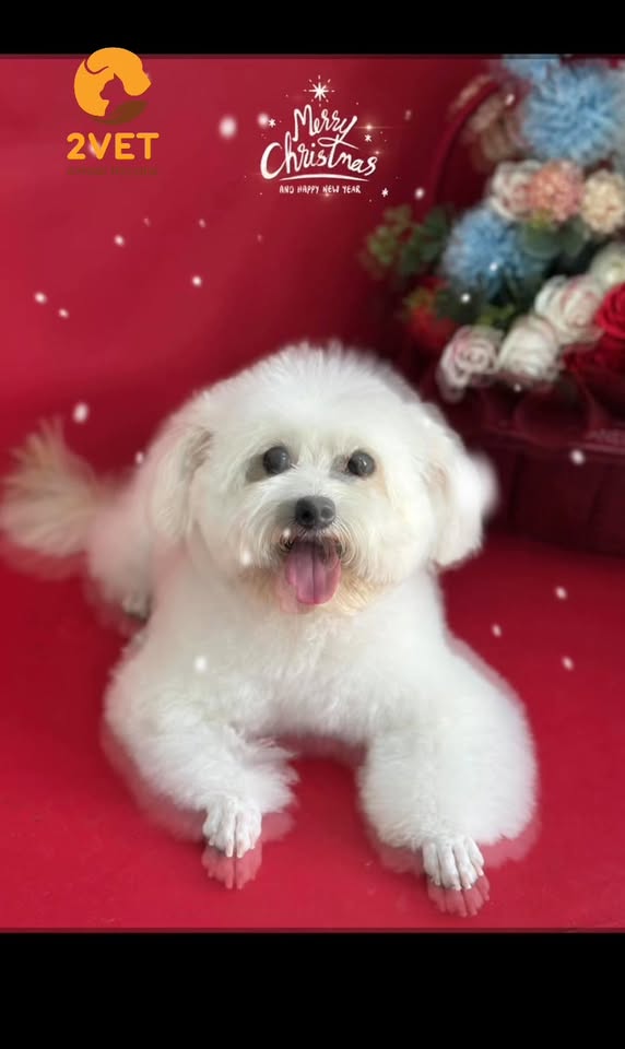 [🆕🇻🇳] Bệnh Viện Thú Y 2Vet – Giải Phóng 🐶🦜 Top1Pets 🐱🐠 Giáng sinh này đã có gấu cún ôm ấm áp, nhân đôi hạnh phúc yêu thương


——————————
BỆNH VIỆN THÚ Y 2VET GIẢI PHÓNG
 Địa chỉ: 1261 Giải P , shares-0✔️ , likes-2❤️️ , date-2025-12-19 15:27:24🐶🐱🇻🇳🇻🇳🇻🇳📰🆕