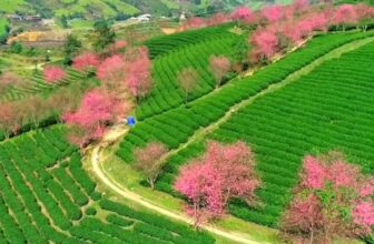 [🆕🇻🇳] Đi ✈ Top1Travel 🌏✈️ Có thể bạn chưa biết: Từ năm sau, những khung cảnh này…sẽ chỉ còn là dĩ vãng
– Nên năm nay sẽ là mùa cuối cùng của Hoa Anh Đào Đồi Chè Ô Long Sapa…. , shares-0✔️ , likes-21K❤️️ , date-2025-12-07 13:49:45🇻🇳🇻🇳🇻🇳📰🆕