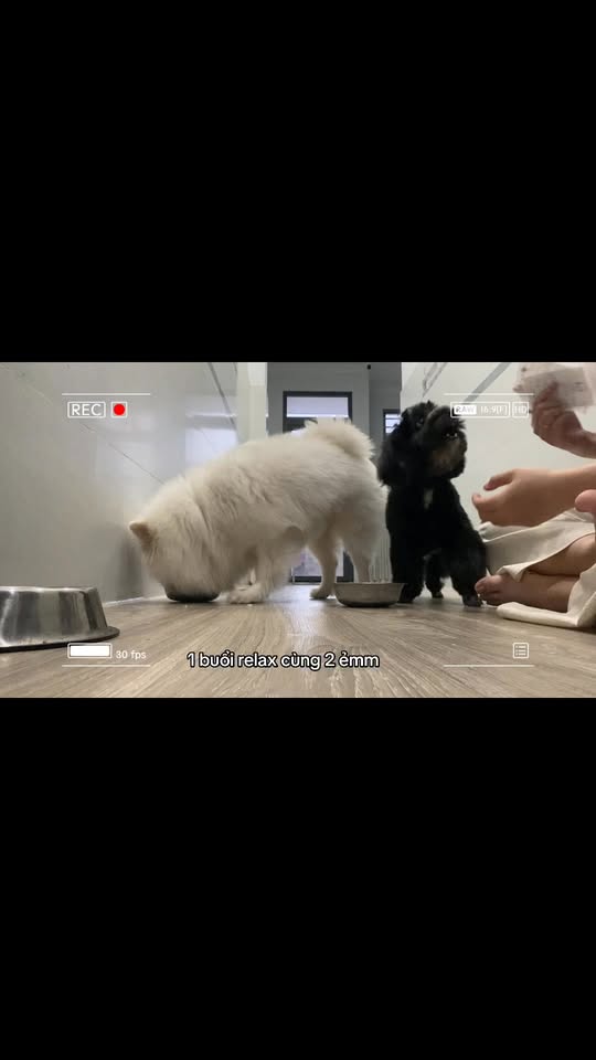 [🆕🇻🇳] Pety Station Quận 8 – Spa, grooming, hotel, thức ăn và phụ kiện cho thú cưng 🐶🦜 Top1Pets 🐱🐠 Yêuu  , shares-0✔️ , likes-1❤️️ , date-2025-12-11 17:30:46🐶🐱🇻🇳🇻🇳🇻🇳📰🆕