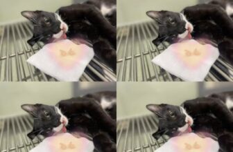 [🆕🇻🇳] Phòng Khám Thú Y Phước Vũ – Bình Dương 🐶🦜 Top1Pets 🐱🐠 Dẹp nhanh vấn nạn cãi cha cãi mẹ đi theo gái của cánh anh em, gia đình hạnh phúc, nếu đã có vợ thì chung thủy trọn kiếp.
Nhanh, gọn, dô vấn đề.
Chi phí h , shares-0✔️ , likes-4❤️️ , date-2025-12-08 19:05:24🐶🐱🇻🇳🇻🇳🇻🇳📰🆕