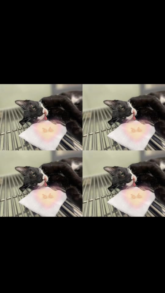 [🆕🇻🇳] KaKa Pet – Dịch Vụ Thú Cưng 🐶🦜 Top1Pets 🐱🐠 Khởi động đầu tuần tại KAKA ACADEMY cùng các bạn học viên chăm chỉ
_____________
𝐊𝐚𝐊𝐚 𝐏𝐞𝐭 Academy Grooming  – 𝐃𝐢̣𝐜𝐡 𝐯𝐮̣ 𝐭𝐡𝐮́ 𝐜𝐮̛𝐧𝐠
Địa chỉ: Số 3, Nguyễn , shares-0✔️ , likes-4❤️️ , date-2025-12-08 18:56:58🐶🐱🇻🇳🇻🇳🇻🇳📰🆕