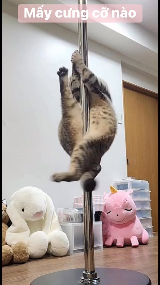 [🆕🇻🇳] MẸ Coca – Kho Sơ Sinh giá rẻ 🧑‍🧒❤️️👶⭐️  , shares-0✔️ , likes-2❤️️ , date-2025-12-06 19:19:33🇻🇳🇻🇳🇻🇳📰🆕