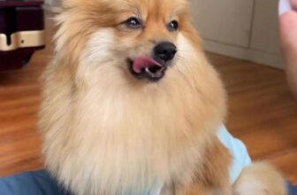 [🆕🇻🇳] CPC PetCare 🐶🦜 Top1Pets 🐱🐠 Tâm sự câu chuyện đánh răng ám ảnh của Cà rốt   #CPCPetcare #tropiclean #thucung #vesinhrangmieng , shares-0✔️ , likes-12❤️️ , date-2025-12-10 04:01:11🐶🐱🇻🇳🇻🇳🇻🇳📰🆕