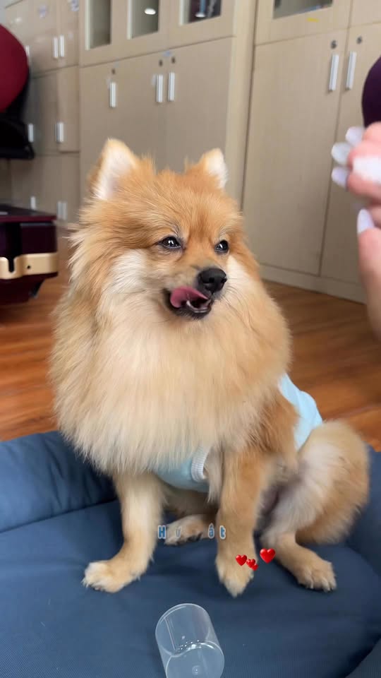 [🆕🇻🇳] CPC PetCare 🐶🦜 Top1Pets 🐱🐠 Tâm sự câu chuyện đánh răng ám ảnh của Cà rốt   #CPCPetcare #tropiclean #thucung #vesinhrangmieng , shares-0✔️ , likes-12❤️️ , date-2025-12-10 04:01:11🐶🐱🇻🇳🇻🇳🇻🇳📰🆕