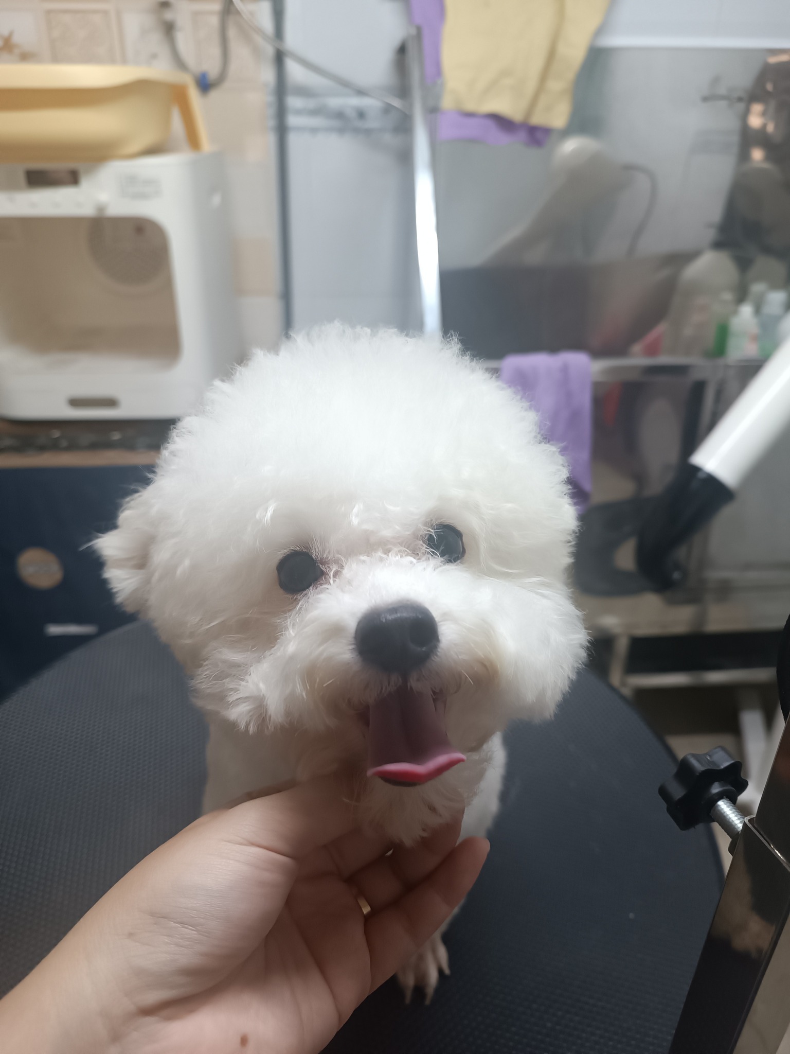 [🆕🇻🇳] Meowy Pet Shop 🐶🦜 Top1Pets 🐱🐠 Cái giá cho sự sạch sẽ này chưa đến 140xu ạ  – em Tèo said.
Combo tắm gội toàn thân cho cún và miu tại Meowy đang có chương trình giảm 30% ý ạ. 
Book lịch  , shares-0✔️ , likes-0❤️️ , date-2025-12-06 21:57:56🐶🐱🇻🇳🇻🇳🇻🇳📰🆕