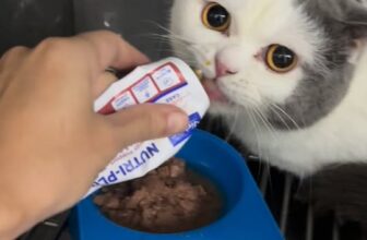 [🆕🇻🇳] Bệnh Viện Thú Y Vetcenter 🐶🦜 Top1Pets 🐱🐠 Ăn khoẻ để mau khỏi bệnh nào
Mukbang cùng Miu nhé
Liên hệ ngay với Vetcenter để chúng mình tư vấn ạ
#modechomeo #modecapcuu #capcuuchomeo
#thuycapcuu #tr , shares-0✔️ , likes-0❤️️ , date-2025-12-10 16:50:35🐶🐱🇻🇳🇻🇳🇻🇳📰🆕