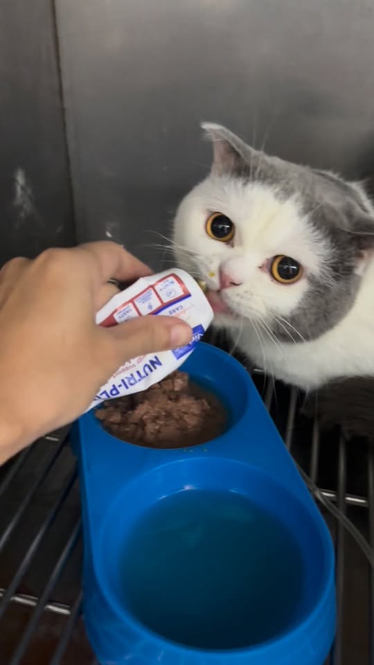 [🆕🇻🇳] Bệnh Viện Thú Y Vetcenter 🐶🦜 Top1Pets 🐱🐠 Ăn khoẻ để mau khỏi bệnh nào
Mukbang cùng Miu nhé
Liên hệ ngay với Vetcenter để chúng mình tư vấn ạ
#modechomeo #modecapcuu #capcuuchomeo
#thuycapcuu #tr , shares-0✔️ , likes-0❤️️ , date-2025-12-10 16:50:35🐶🐱🇻🇳🇻🇳🇻🇳📰🆕